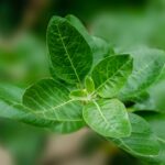 green leaf plant