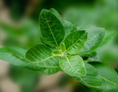 green leaf plant