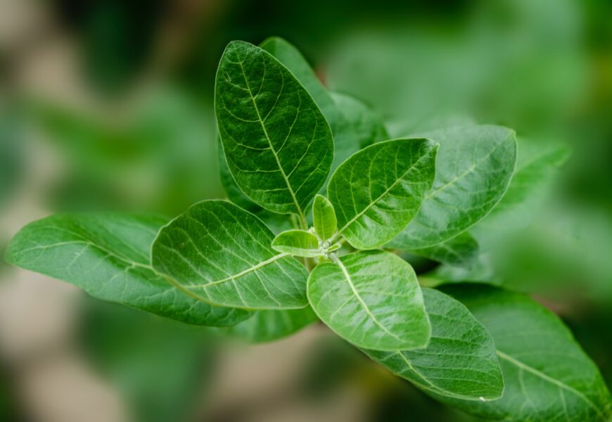 green leaf plant