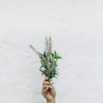 person holding green plants