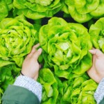 person picking green cabbage