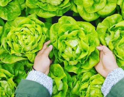 person picking green cabbage