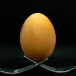 brown egg on stainless steel stand